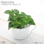 （観葉植物）ミニ観葉　オアシス苗　ペペロミア　デンドロフィラ（１苗）