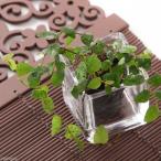 ( декоративное растение )bi шероховатость um растения fi rental p Mira Mini ma3cm pot (1 pot )