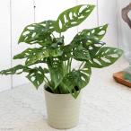 ( decorative plant )madokazla( monstera Freed lihi start Lee ) 3.5~4 number (1 pot )