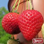 ( декоративное растение ) Suntory овощи рассада клубника .. становится клубника 3 номер (3 pot ) огород фрукты фрукты 