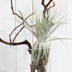 エアープランツチランジアガルドネリ...