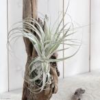 エアープランツチランジアガルドネリ...