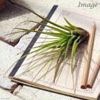 エアープランツチランジアトリコロール