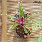 (観葉植物)バージンコルクプランツ ブロメリア ネオレゲリア ファイヤーボール 斑入り(1個)