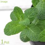 ハーブ苗ミントアップルミント３号家庭菜園