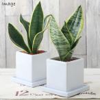 (観葉植物)サンスベリア 品種おまかせ 陶器鉢植え ダイスM白(1鉢)受皿付 セラミス 鉢植え おしゃれ 室内 プレゼント