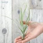 ( декоративное растение ) воздушный растения chi Ran jiaba рубин sia-naM размер (1 АО )