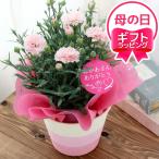 送料無料 ●母の日ギフト●カーネーション 品種おまかせ ピンク系 5号(1鉢) 同梱不可 5月1日〜5月11日にお届け