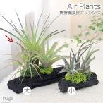 (観葉植物)エアープランツ 熊野備長炭アレンジ 大(1個) おしゃれ 室内 プレゼント