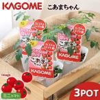 ( поступление нерешительный )( декоративное растение ) корзина me овощи рассада помидор ... Chan 3 номер (3 pot ) огород 