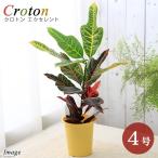 (観葉植物)クロトン エクセレント 4号(1鉢)