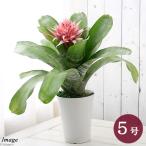 （観葉植物）エクメア　ファスキアータ　５号（１鉢）タンクブロメリア