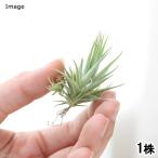 （観葉植物）エアープランツ　チランジア　ロリアセア（１株）