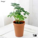 ( декоративное растение )pa-senosi подвеска shuga- Vine 2 номер длинный (1 горшок ) PVP