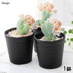 (多肉植物)メセン ケイリドプシス ピランシー(ピース) 2.5〜3号(1鉢)