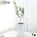 果樹苗オリーブの木品種おまかせトー...