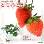 ( декоративное растение ) овощи рассада клубника .....5 номер (1 горшок ) огород фрукты фрукты 