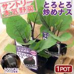 ( декоративное растение ) Suntory овощи рассада nas......nas3 номер (1 pot ) огород 