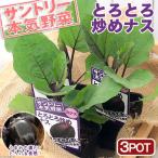 ( декоративное растение ) Suntory овощи рассада nas......nas3 номер (3 pot ) огород 