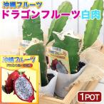 （観葉植物）果樹苗　ドラゴンフルーツ　白肉　３．５号（１ポット）　家庭菜園　沖縄