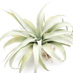 エアープランツチランジアカピタータ...