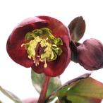 （観葉植物）クリスマスローズ　アンナズレッド　５号（１鉢）