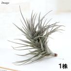 エアープランツチランジアアエラント...