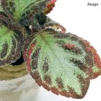 （観葉植物）ミニ観葉　オアシス苗　エピスシア（１苗）