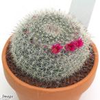 ( суккулентное растение ) неглазурованный фарфор горшок кактус ma Mira задний шар .(tamaokina) 3 номер (1 горшок )