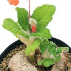 (多肉植物)シンニンギア フロリアノポリス 3〜4号(1鉢) コーデックス
