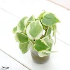 ( декоративное растение ) Mini . лист или sis рассада Pepe ro mia cell пенсов (1 рассада )