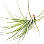 エアープランツチランジアニドゥス