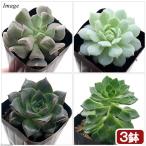 (多肉植物)エケベリア 品種おまかせ 2〜2.5号(3ポット)(品種名のラベル付き)