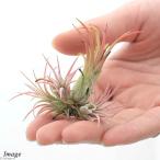 エアープランツチランジアイオナンタ...