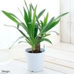 (観葉植物)ユッカ 青年の木 1本立 4号(1鉢)