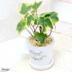 ヘデラ品種おまかせフレグランドラウ...