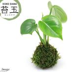 ( декоративное растение ) кокэдама монстера (1 шт )