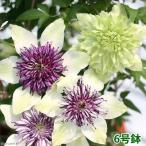 （観葉植物）クレマチス　シーボルディ＆シロマンエ　ミックス植え　開花中〜花終わり　６号（１鉢）