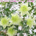 （観葉植物）クレマチス　白万重（シロマンエ）　８号（１鉢）　北海道冬季発送不可