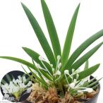 （観葉植物）洋ラン　ポダンギス　ダクティ