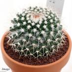 素焼鉢サボテンマミラリア白蛇丸３号