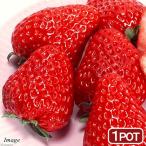 ( декоративное растение ) овощи рассада клубника ....(PVP) 3 номер (1 pot ) огород клубника рассада фрукты фрукты 