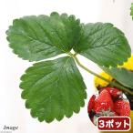 ( декоративное растение ) овощи рассада клубника ... сырой 3 номер (3 pot ) огород клубника рассада фрукты фрукты 