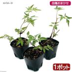 （観葉植物）クレマチス　品種不明株　３号（１ポット）