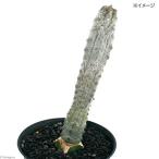 (多肉植物)ユーフォルビア アブデルクリ 3.5号(1鉢)