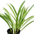 (観葉植物)洋ラン モンキーオーキッド ドラクラ シミア 2.5〜3号(1ポット)