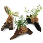 （観葉植物）テラリウム向け　ミニ観葉付流木　Ｓサイズ（１個）水苔
