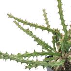 ユーフォルビア クンチーの育て方 栽培記録 ゆるぷ