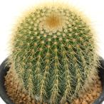 サボテンエリオカクタスワラシー３号