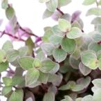 (観葉植物)カリシア ロザート 3.5〜4号(1鉢)